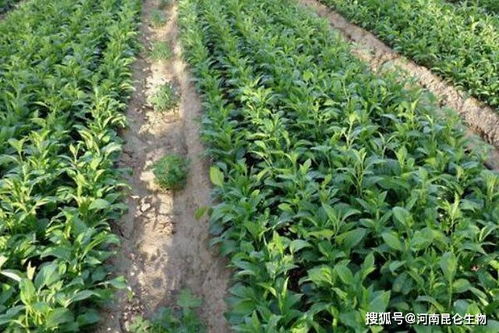中藥材常見(jiàn)土傳病害防治與中草藥科技咨詢服務(wù)指南