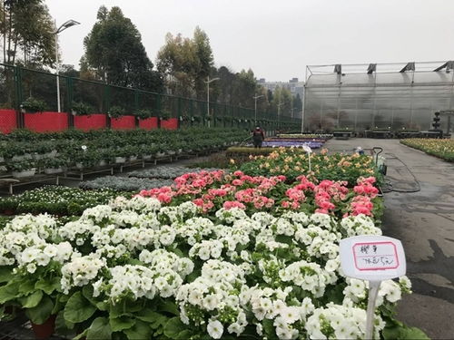溫江花卉產業(yè)復蘇與中草藥科技咨詢的雙重奏 春回大地，科技賦能