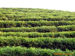 湖南省吉祥天生物科技 綠茶產品矩陣與中草藥科技領域的專業(yè)咨詢服務